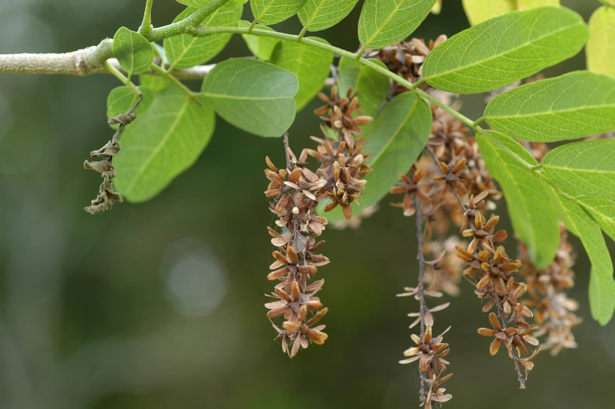 Apoplanesia paniculata